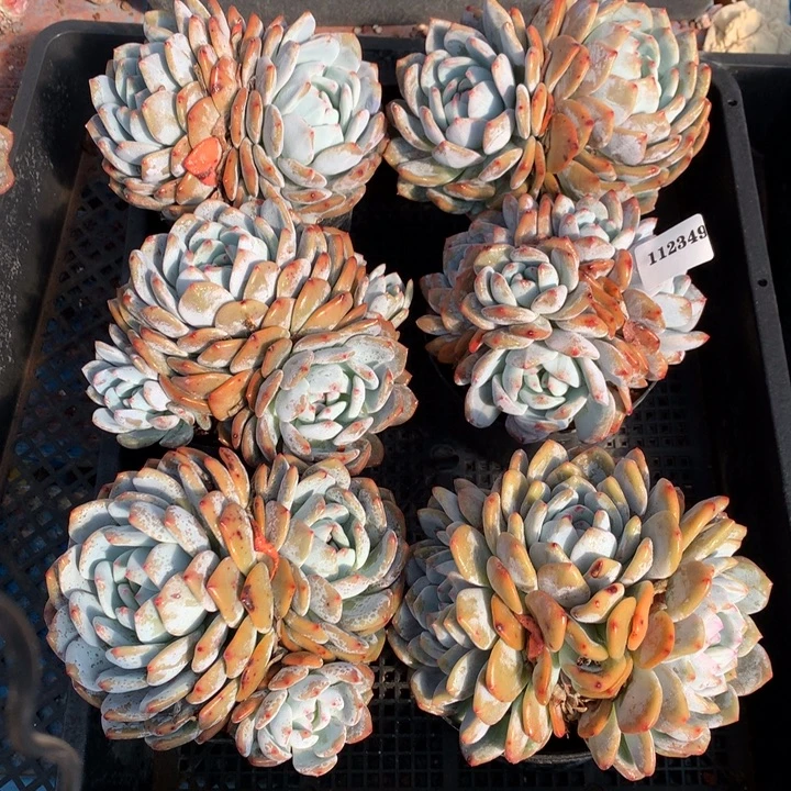 112349六个嗯嗯嗯嗯嗯嗯好喜欢