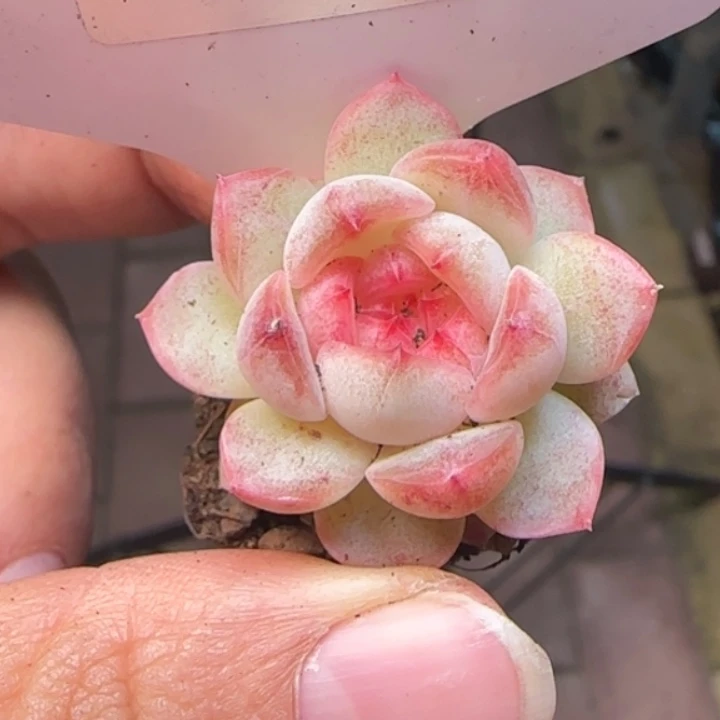 205号    优选珍妮糖心