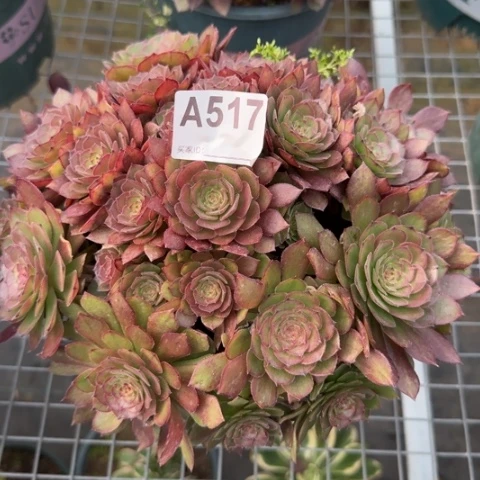 517红魔多肉23厘米左右