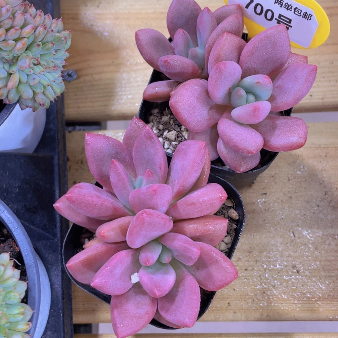 700号 精品桃花源双头一个