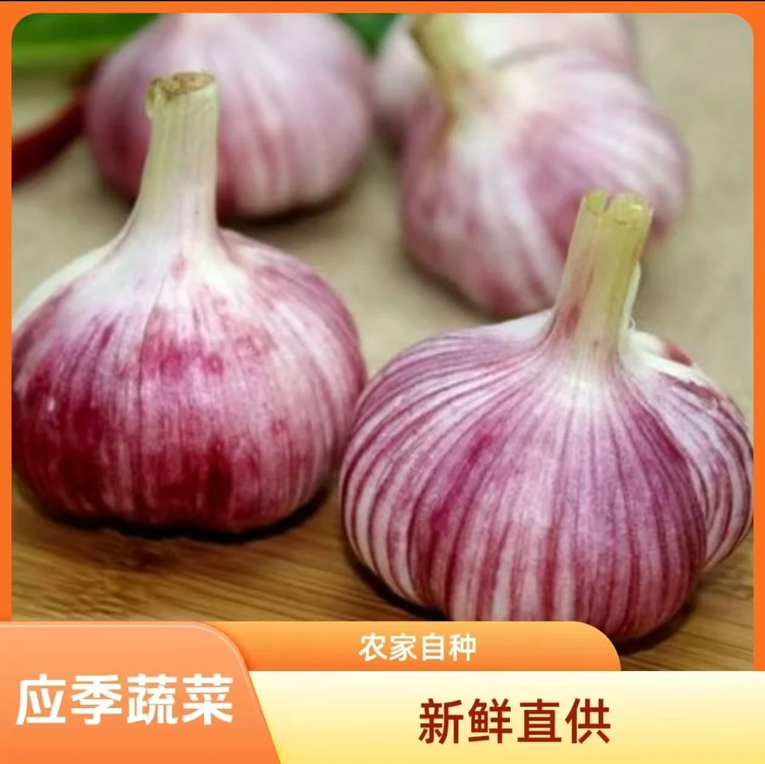 2025年现挖新鲜大蒜紫皮湿蒜红大蒜头鲜蒜河南农家可腌糖蒜