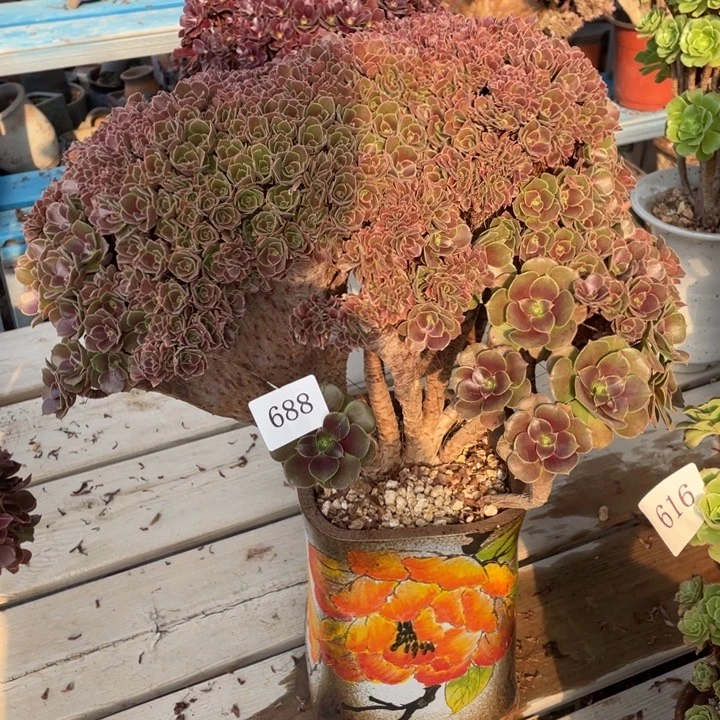 688号玫瑰法师朵朵缀化