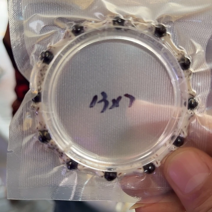 吊坠星月菩提龙骨单圈13