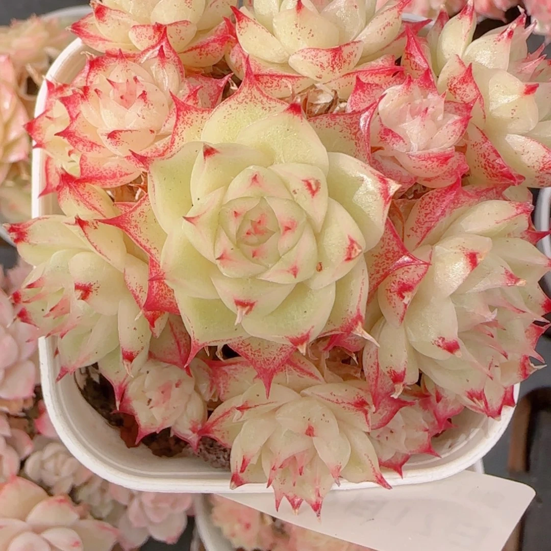 花***南花语多肉1217-173散