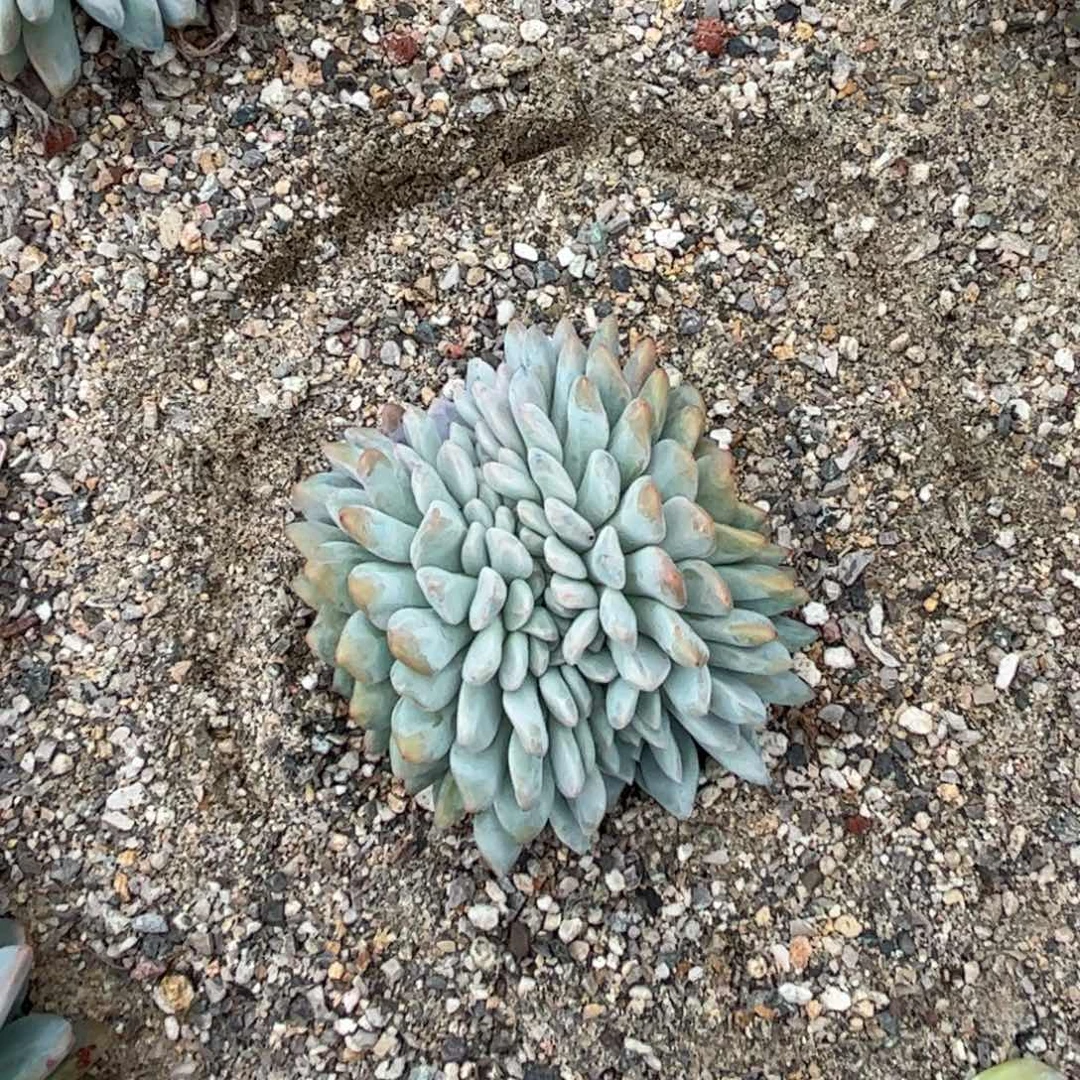 小*丫号多肉多肉多肉多肉