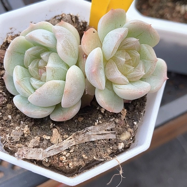 多肉植物白恋902