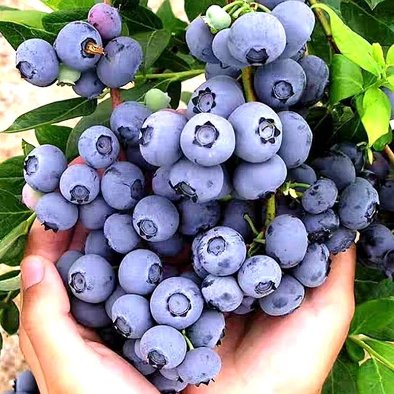 正宗F6花香盆栽带果蓝莓树苗适合南方北方种植原盆土阳台室内