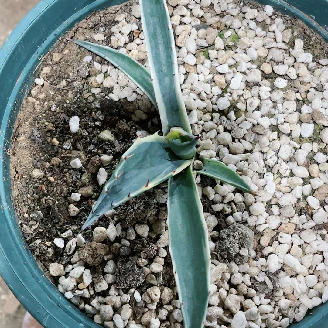 এ****?赖光白锦小苗龙舌兰