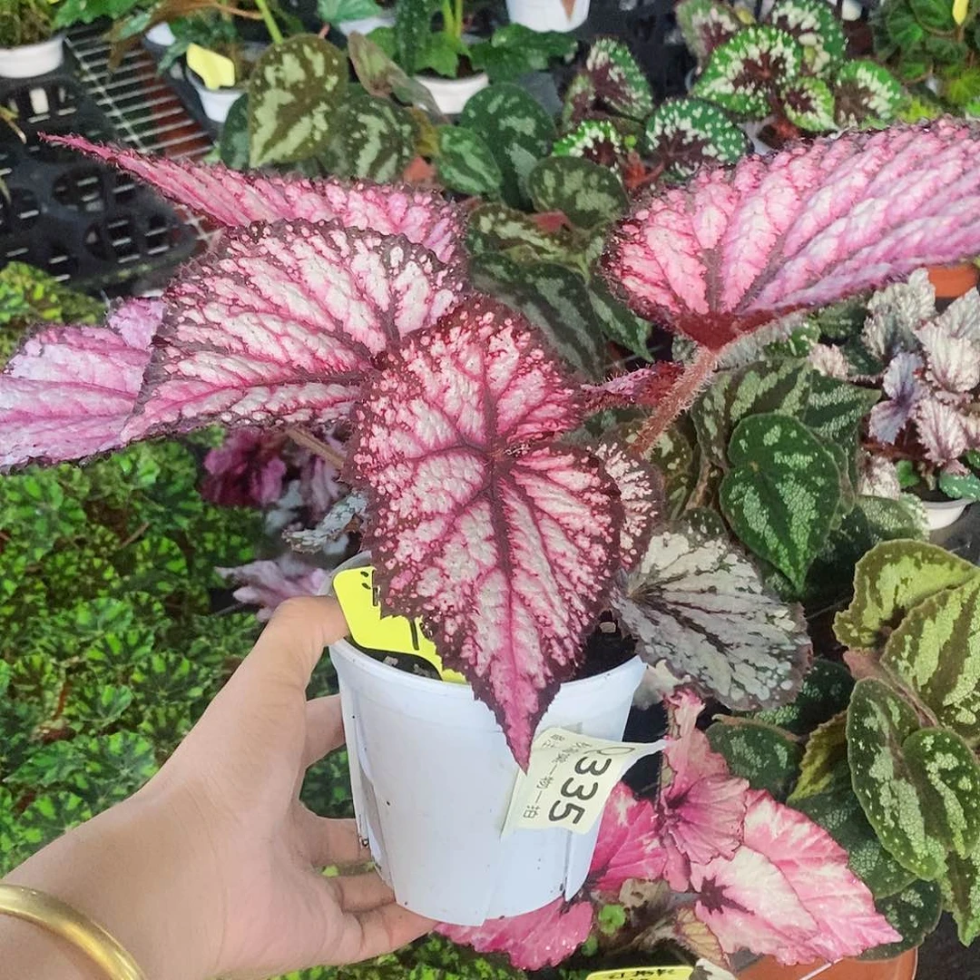 当前无花栽培后可以开花爱****糕秋海棠335