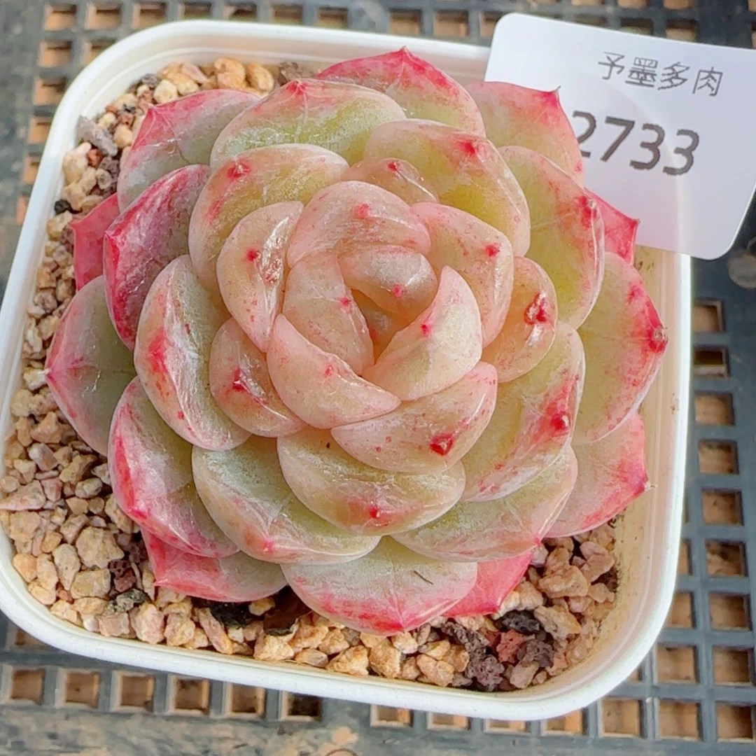 孤品，2733多肉植物