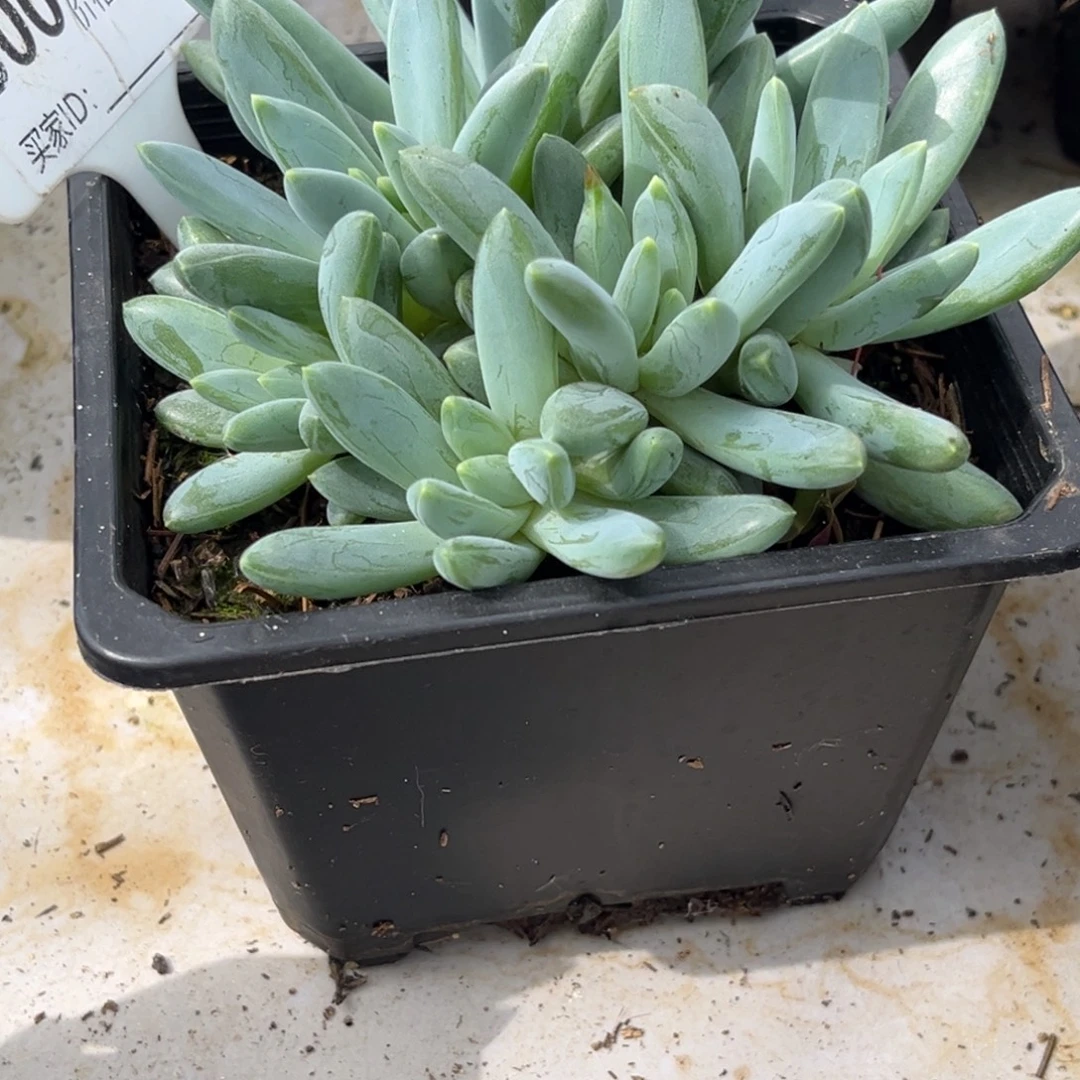 喜***好美人系杂多肉植物300