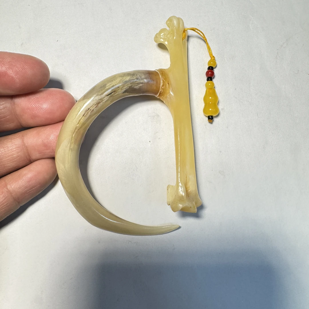 鸡爪骨工艺品，玉化白色蹬大弯钩，蹬长15.5