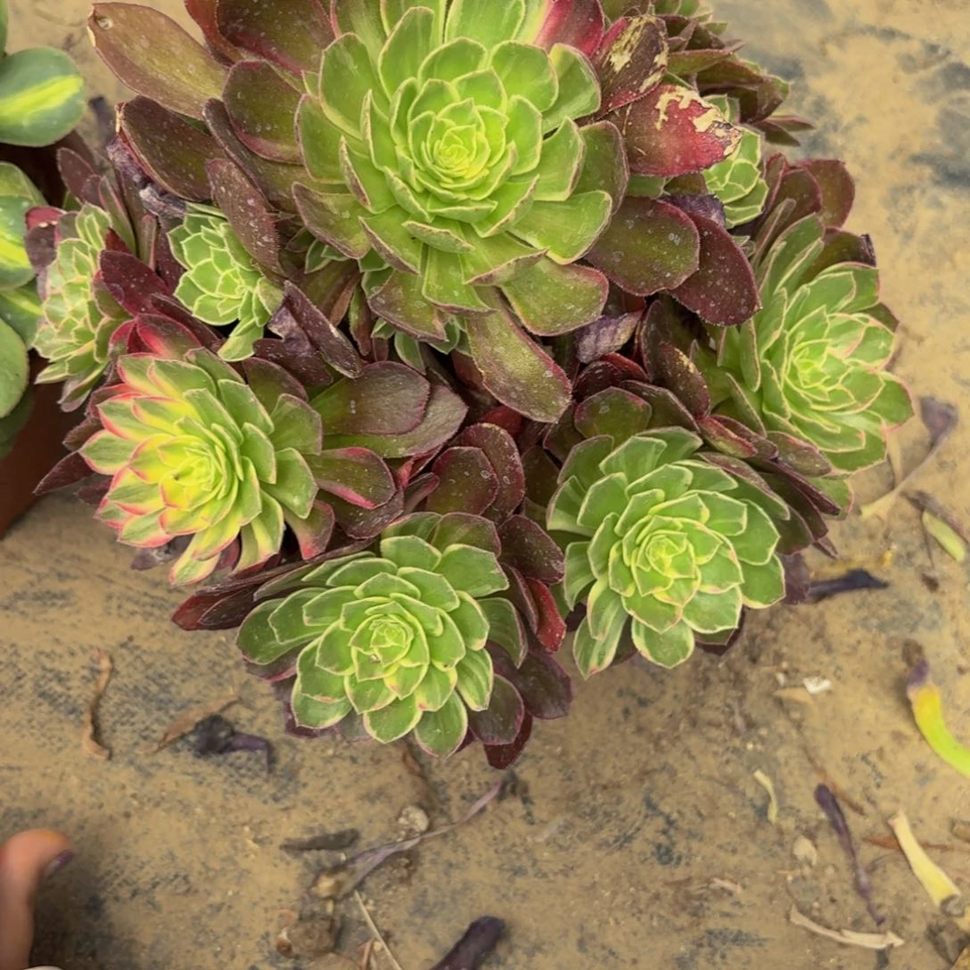 无花朵87多肉植物捧花