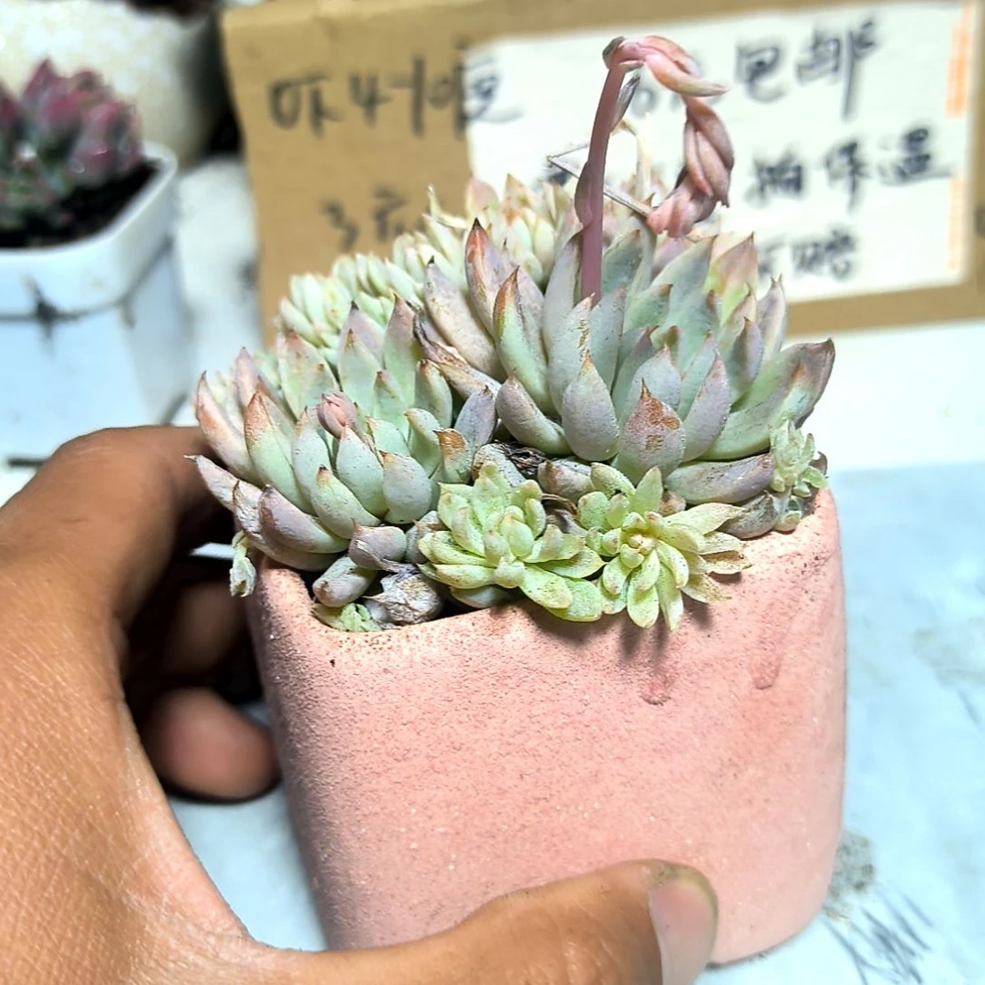 满6元包邮，白线群