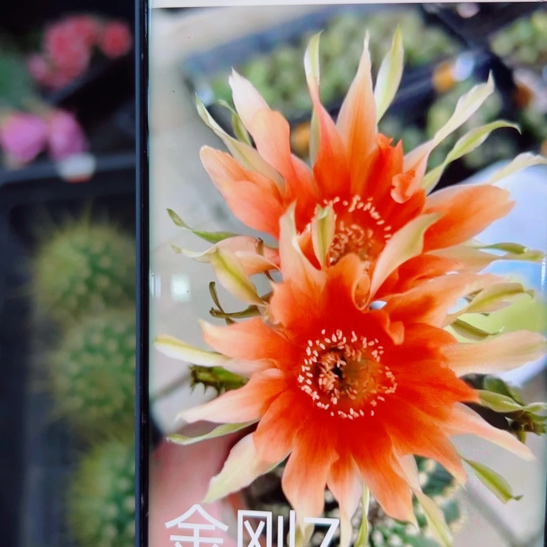 下45金刚7 歪无根侧芽4公分左右20包邮