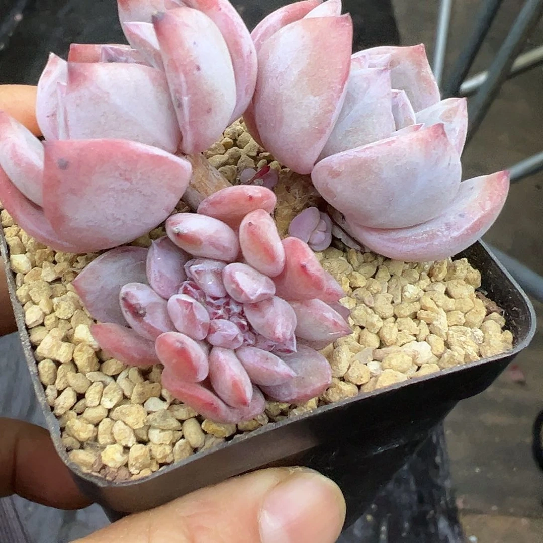 啊石榴籽星影小树福利