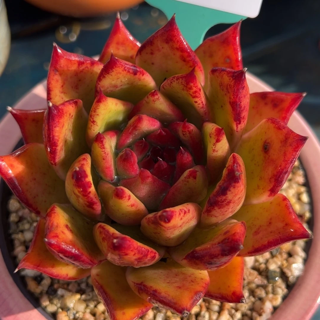 从前慢多肉精选编号0212.83