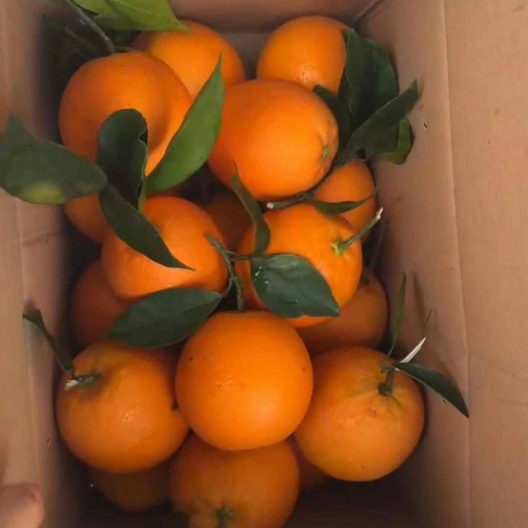 道州脐橙现摘正宗应季水果新鲜好吃大果香甜爆汁特产