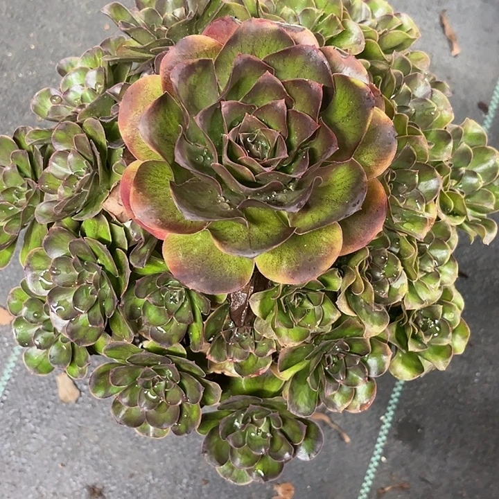 多肉植物枚金玫瑰…………