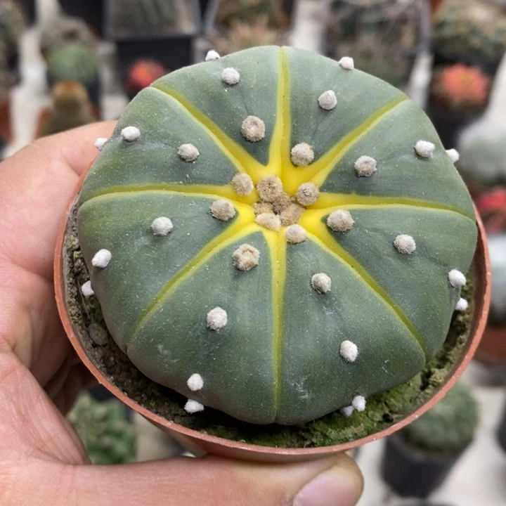 实生西瓜兜特价福利