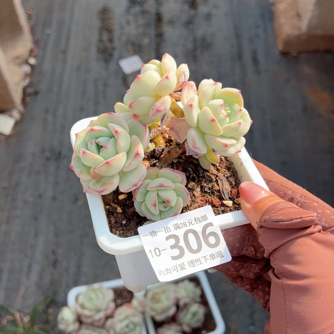 小*儿白底香草老桩多肉多肉多肉多肉