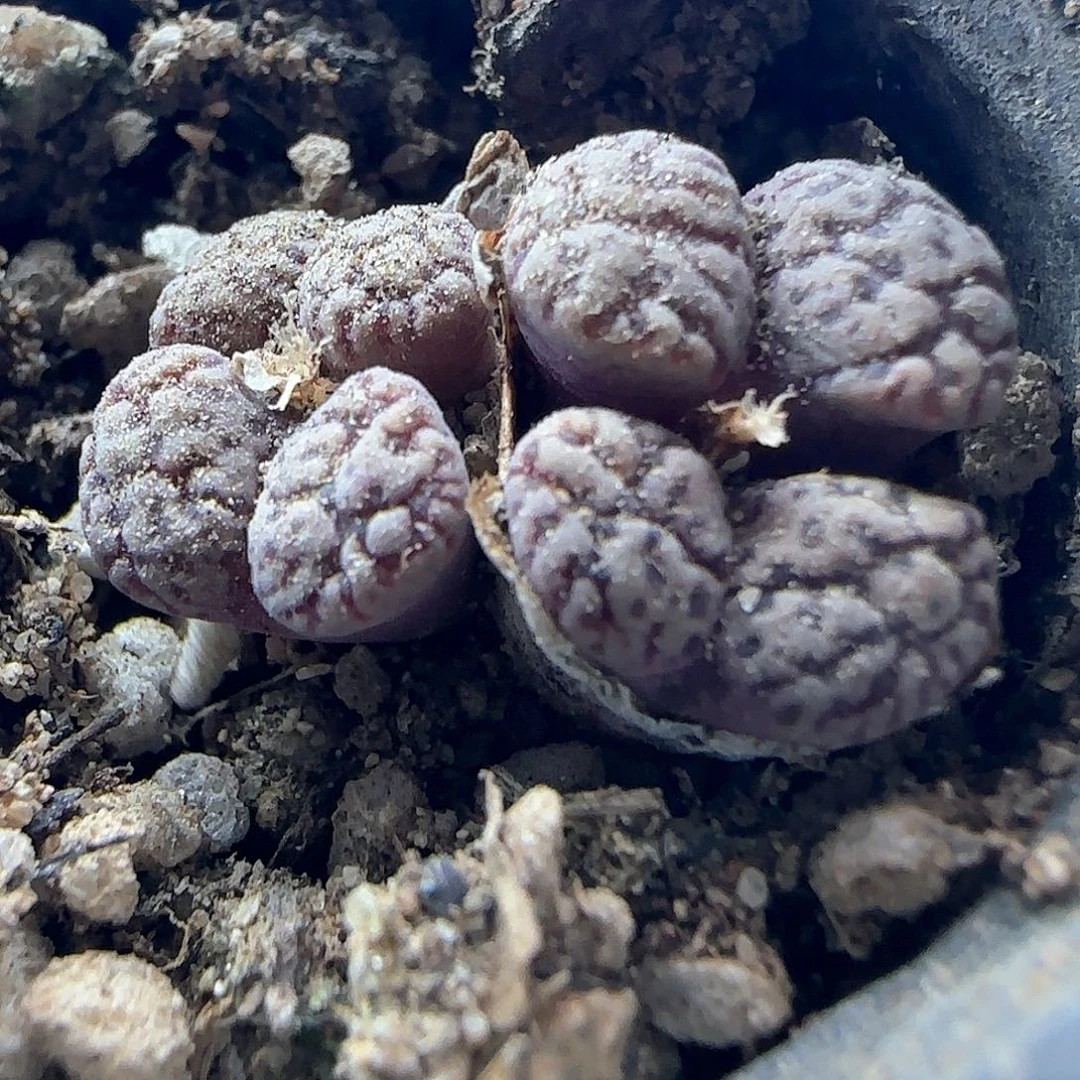 开播福利活动45592