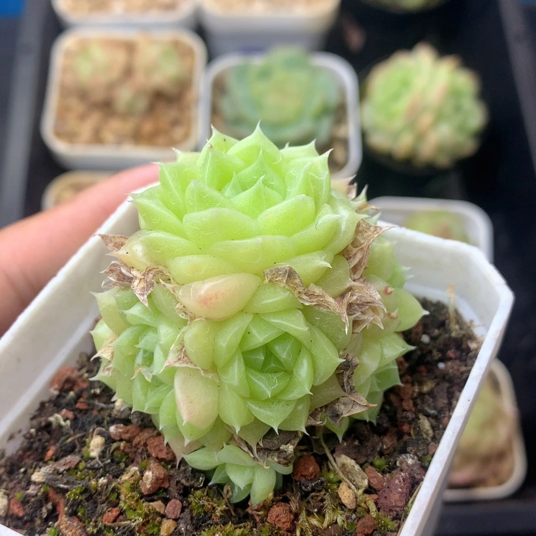 58包邮  群生不包整 6