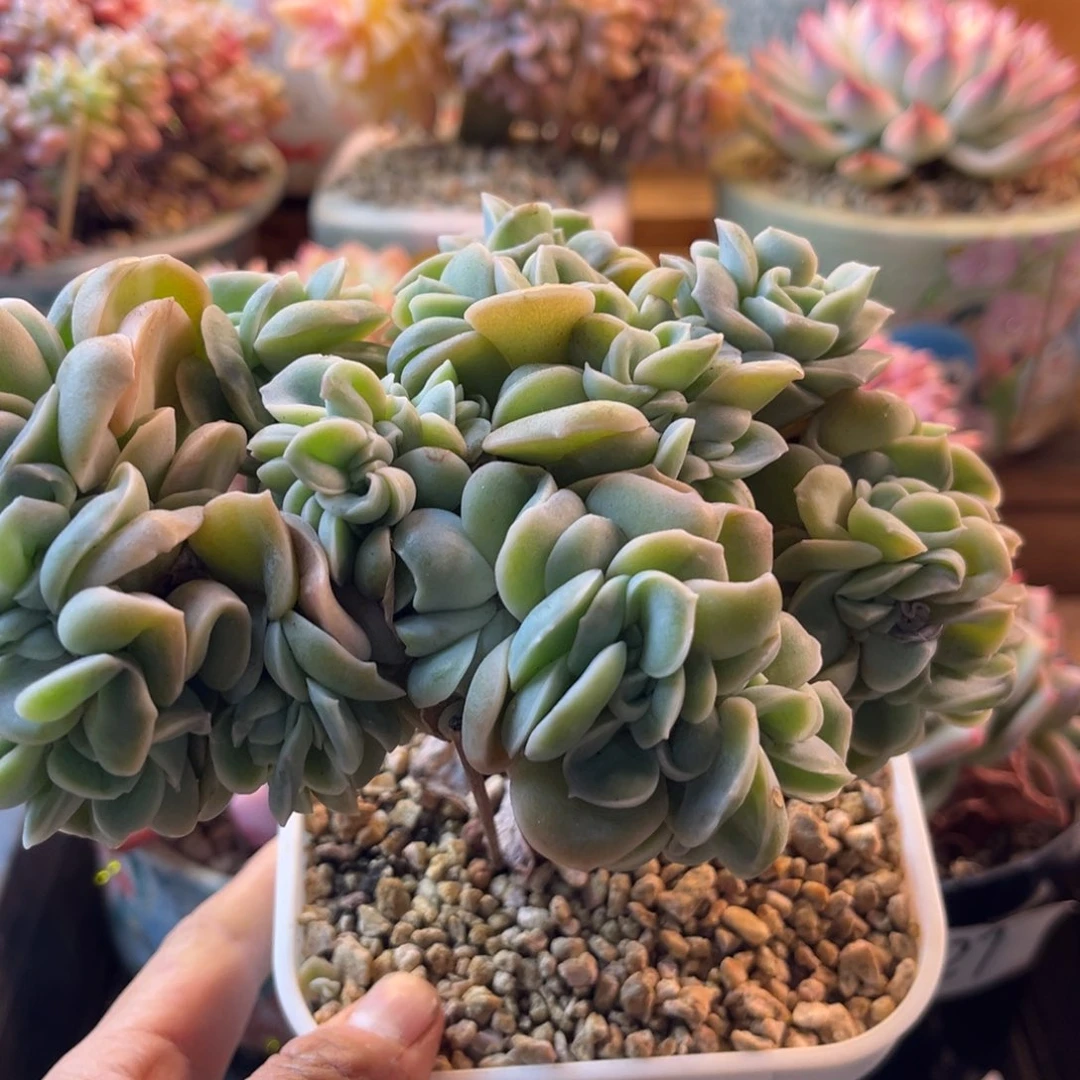 11.28-28可爱玫瑰缀化111111111