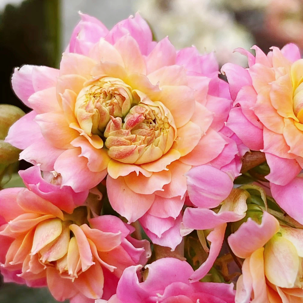 新品超大花羞花110盆长寿花半开处理苗