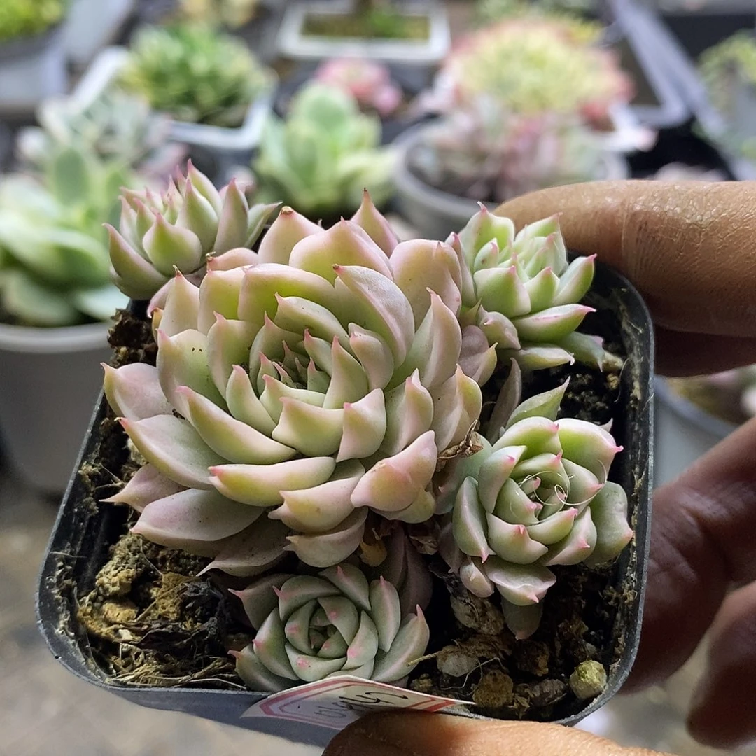 04142玛格丽特锦自然群多肉