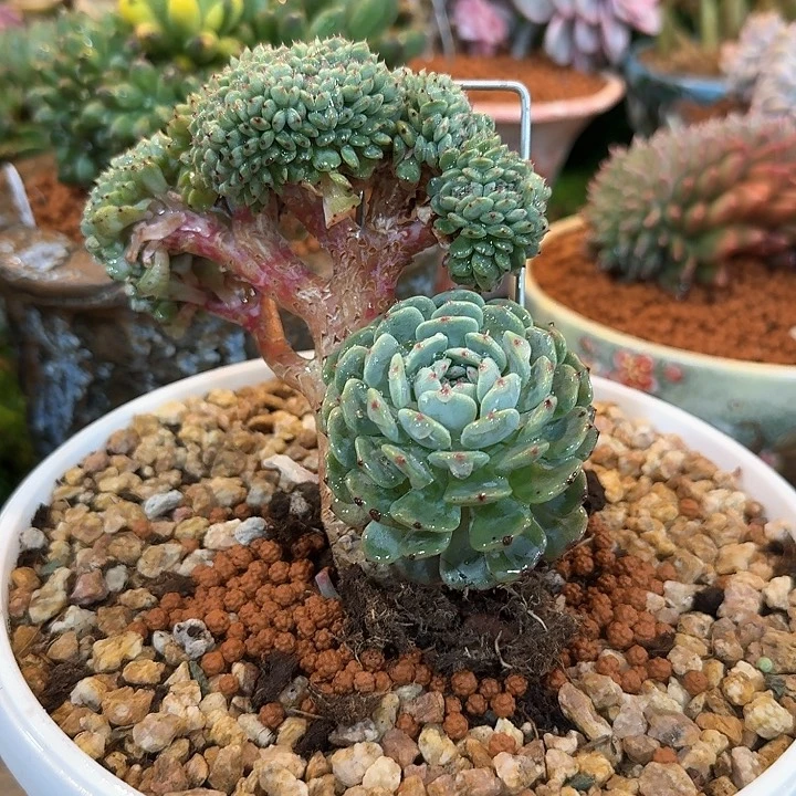 张*然白胖子，这话给家人做福利多肉