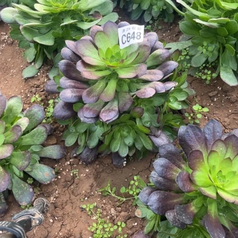 648黑珍珠不包断枝