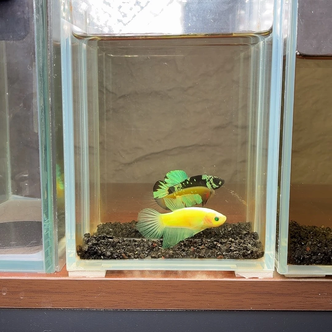 斗鱼荧光将军母鱼