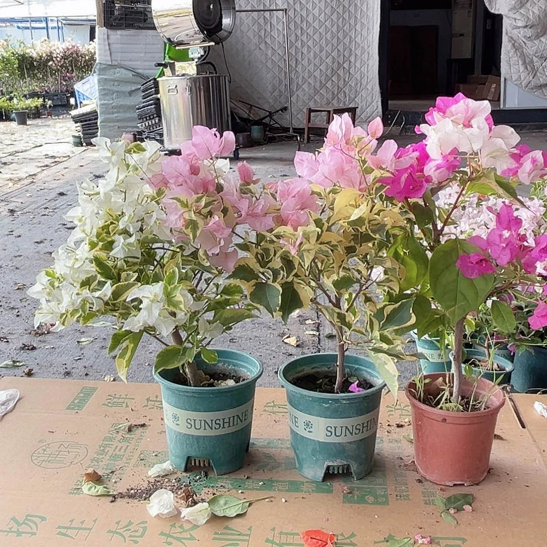 大部分花苞少量开放金心双色，金边白，中国丽人组合