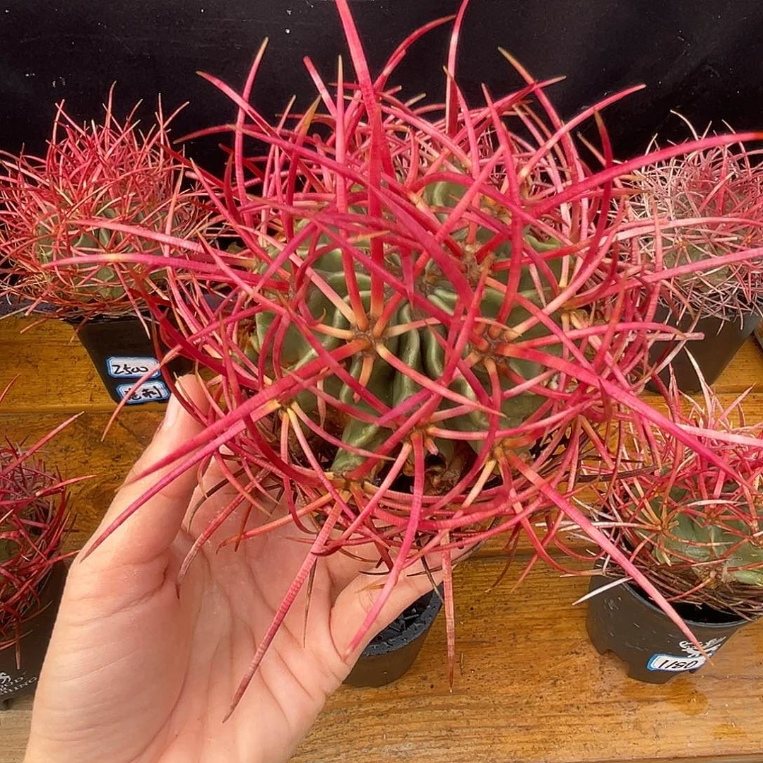 产地大龙冠，刺包球