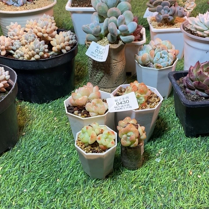 ╰***姐0430啊啊啊啊啊啊啊啊啊啊