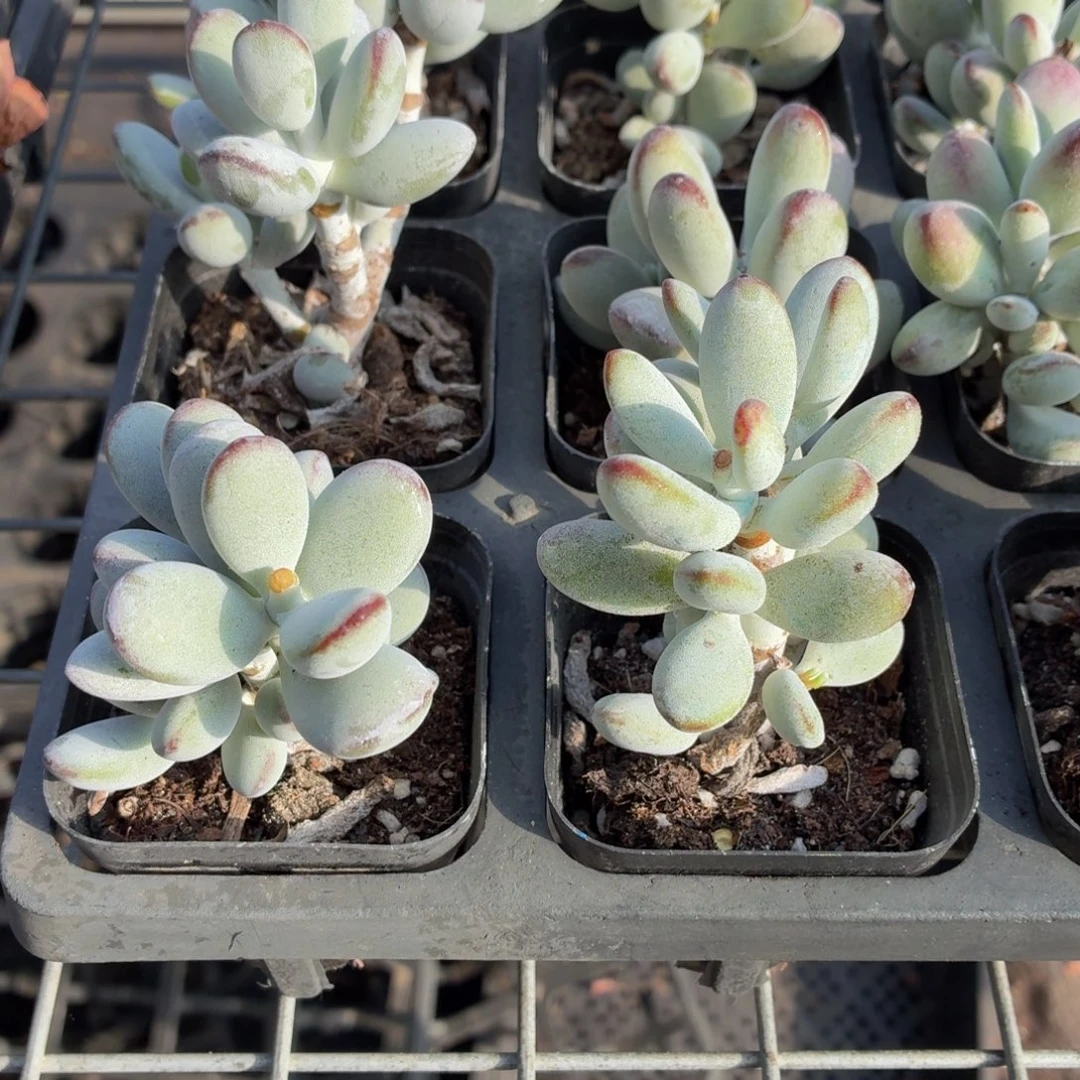 乒乓福娘多肉9.9包邮发货