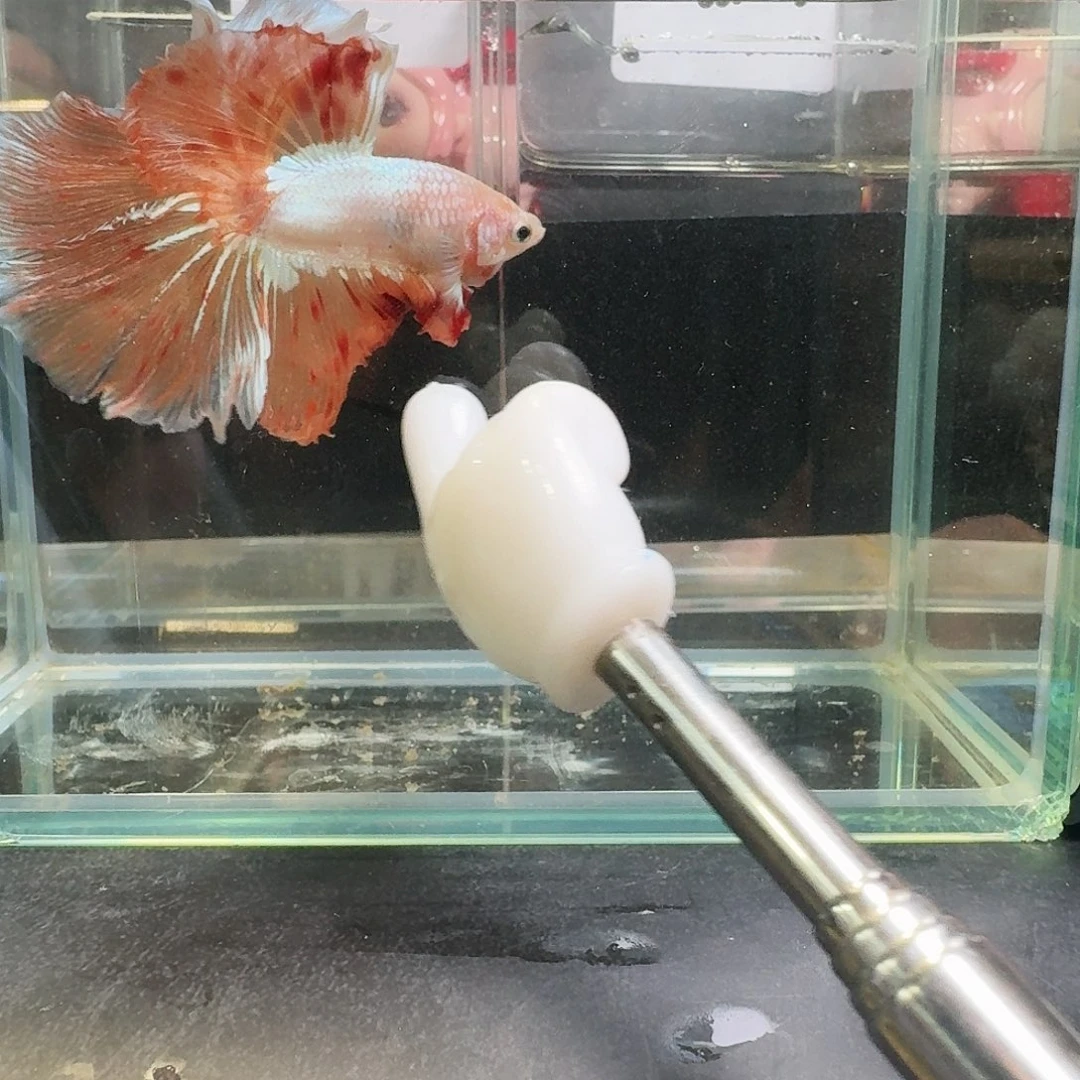 斗鱼泰国精品斗鱼印尼精品斗鱼