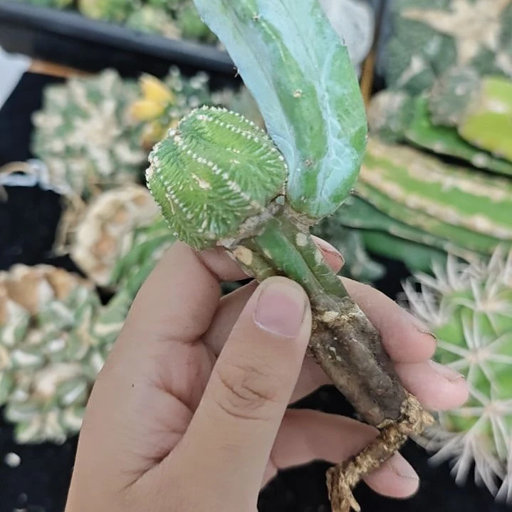 一物一拍，柱子仙人球！