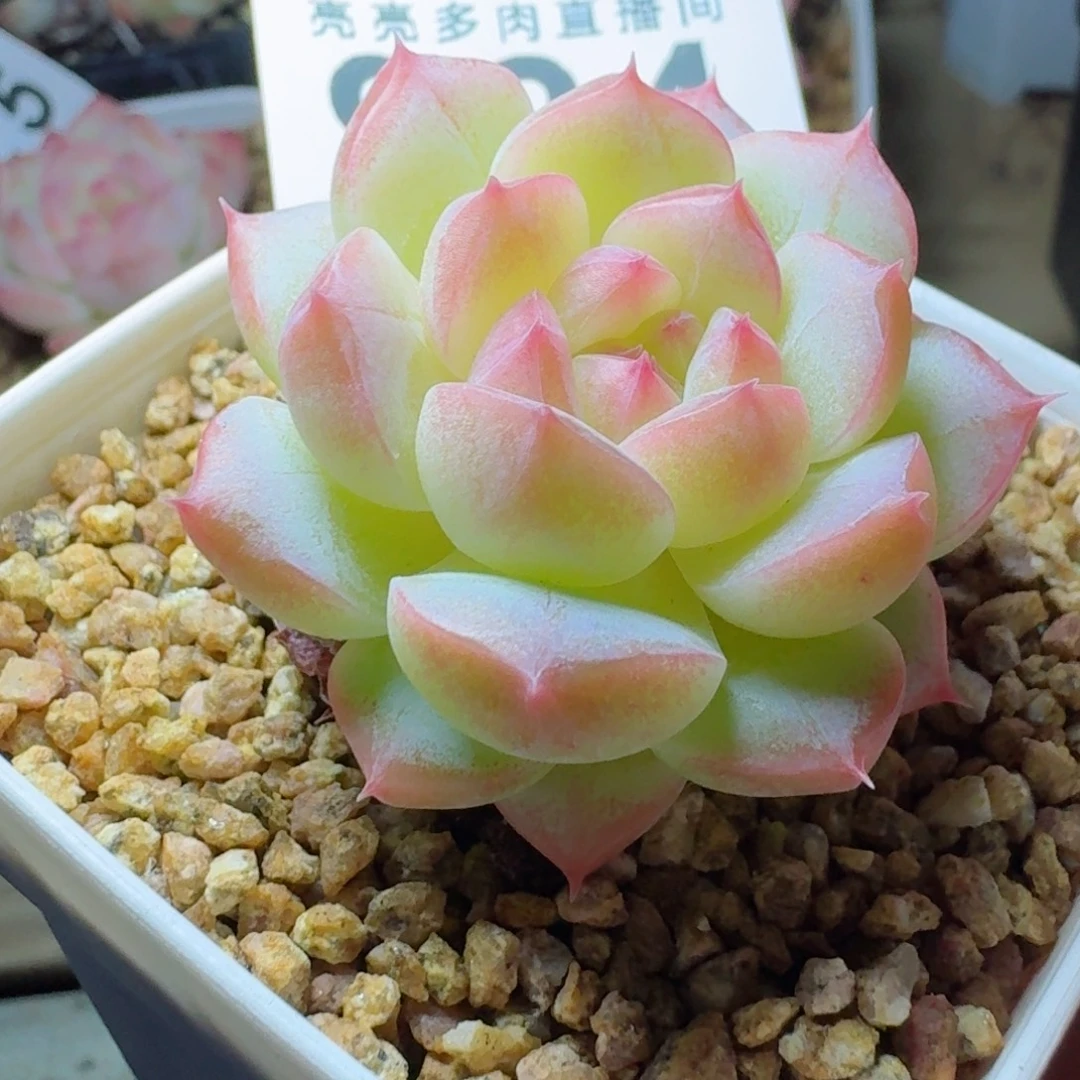 美心          摇身一变高富帅，一夜暴富动作快