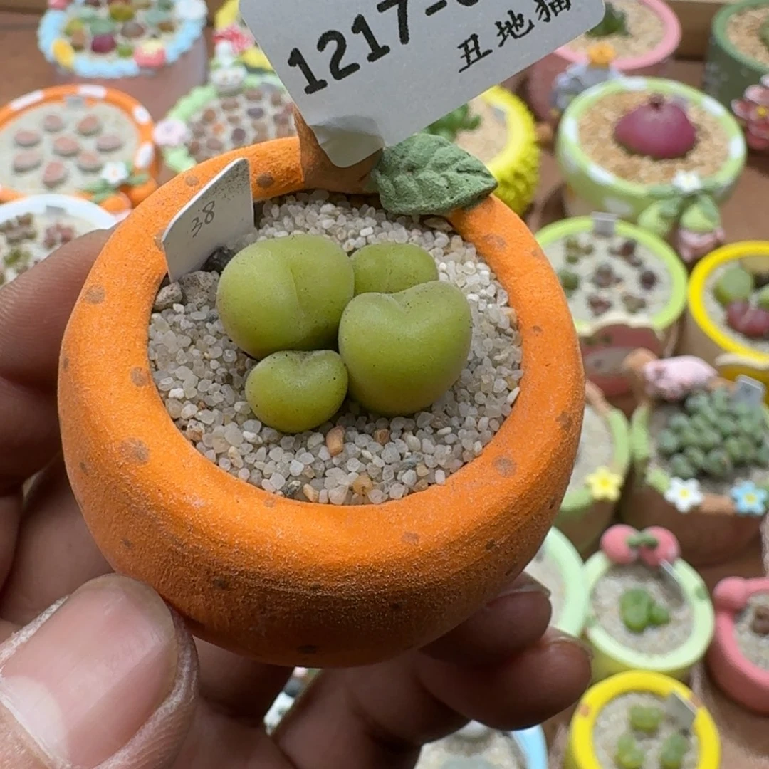 1217-05空卡佛肉锥