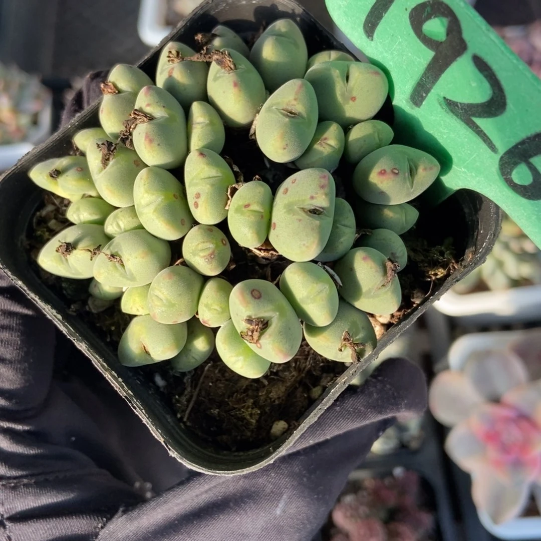 1926肉锥多肉植物植物福