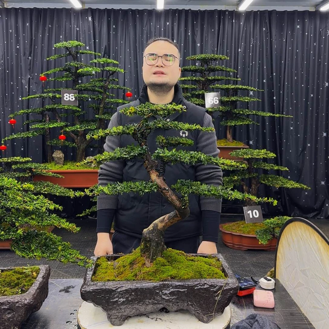 红芽罗汉松高端造型盆景