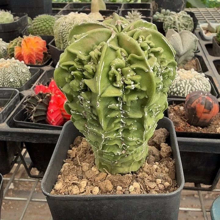 实生大核桃5仙人球