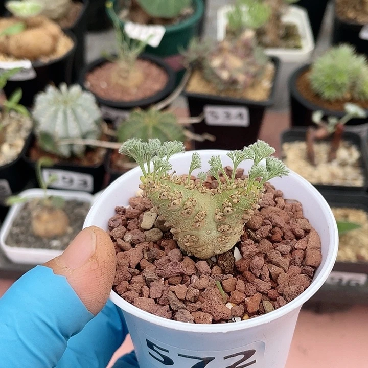 ****丶572白皮月界块根，
