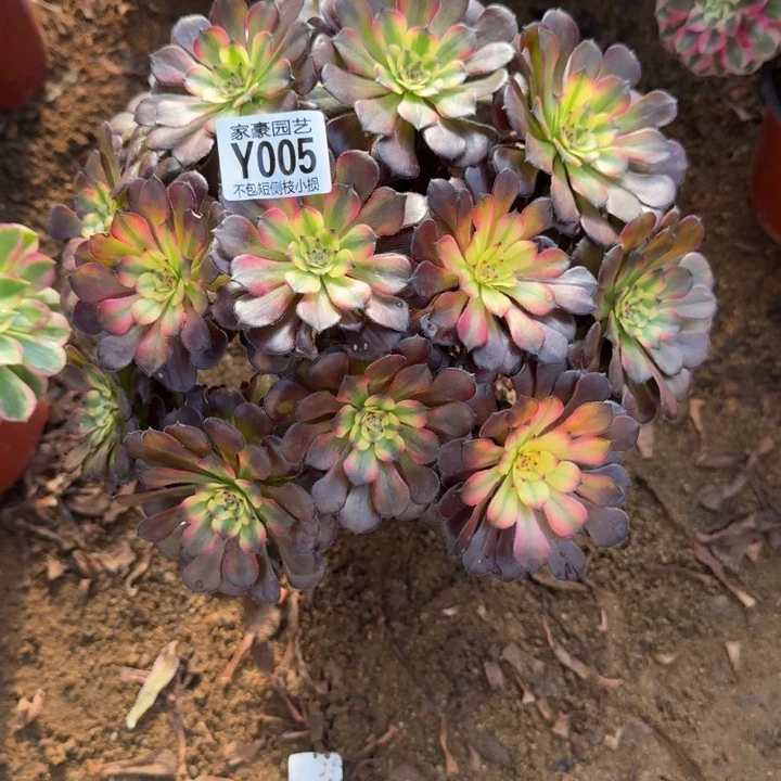 005美亚官服 26左右2