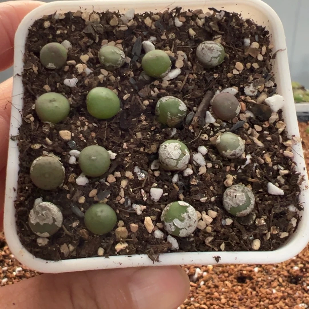 15号嘴苗福利特。。。。。