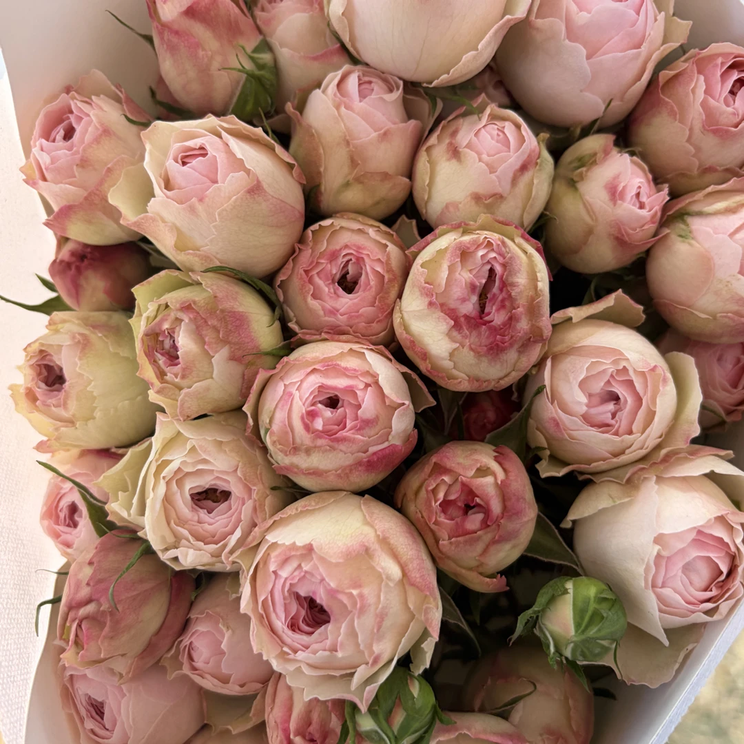 酷皮多头玫瑰 基地现采