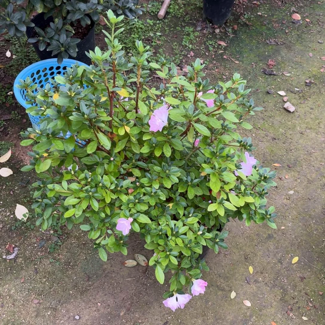 ৡ***࿐当前无花栽培后可以开花