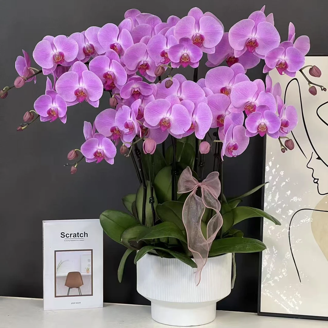 多彩优选（粉冠军）欧品粉色稀有好养蝴蝶兰鲜花室内送礼高端花卉